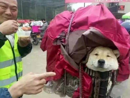 春運摩托車大軍中主人給狗狗留個位置，養十年了，帶它回家過年